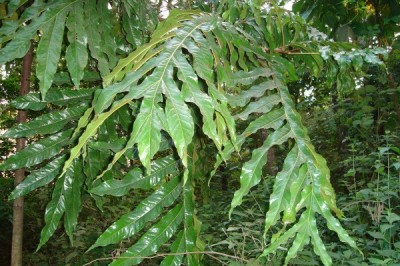 Cây dược liệu cây Bàn tay ma - Heliciopsis lobata (Merr.) Sleum