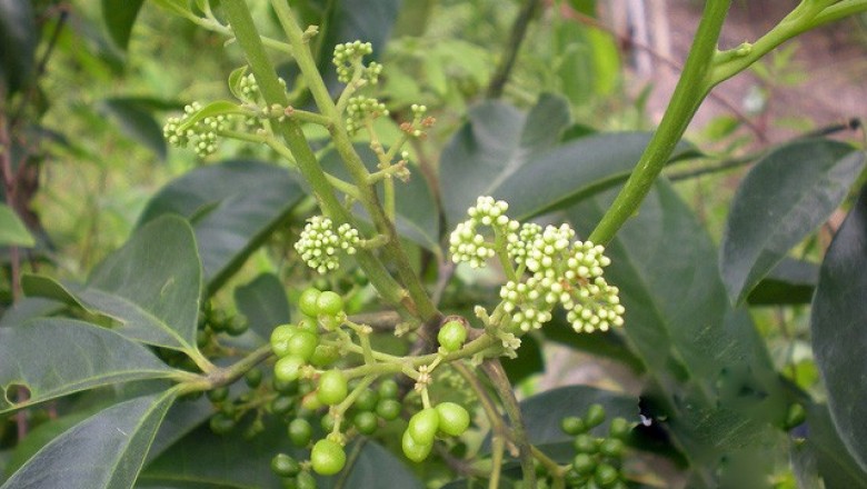 Cây dược liệu cây Ba gạc Châu đốc, cây Phao lưới - Rauvolfiae chaudocensis Pierre ex Pit