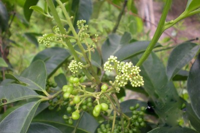 Cây dược liệu cây Ba gạc Châu đốc, cây Phao lưới - Rauvolfiae chaudocensis Pierre ex Pit