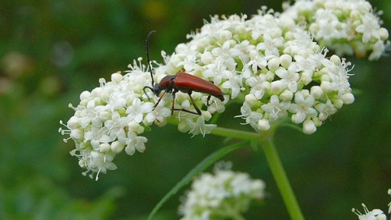 Cây dược liệu cây Bại tượng hoa trắng, Cỏ hồng -Patrinia villosa (Thunb) Juss