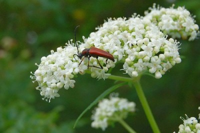 Cây dược liệu cây Bại tượng hoa trắng, Cỏ hồng -Patrinia villosa (Thunb) Juss