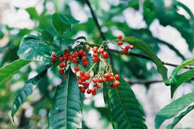 Cây dược liệu cây Ba gạc châu Phi hay Bầu giác - Rauvolfia vomitoria Afzel ex Spreng