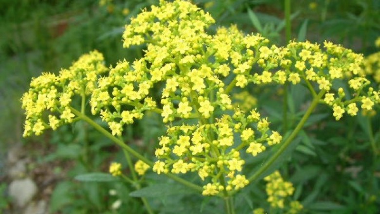 Cây dược liệu cây Bại tượng, Trạch bại -Patrinia scabiosaefolia Fisch ex Link