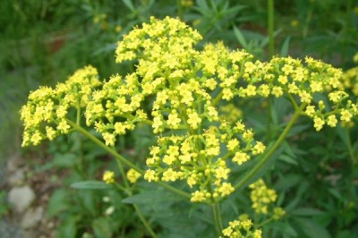 Cây dược liệu cây Bại tượng, Trạch bại -Patrinia scabiosaefolia Fisch ex Link