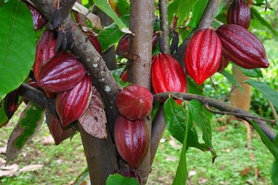Cây dược liệu cây Cacao - Theobroma cacao L