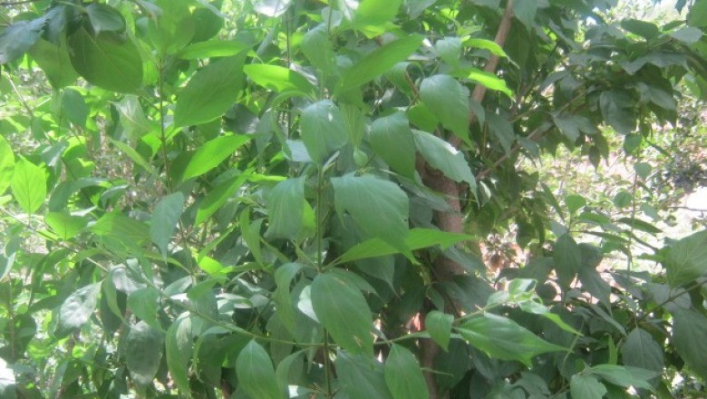 Cây dược liệu cây Cách lá rộng - Premna latifolia Roxb