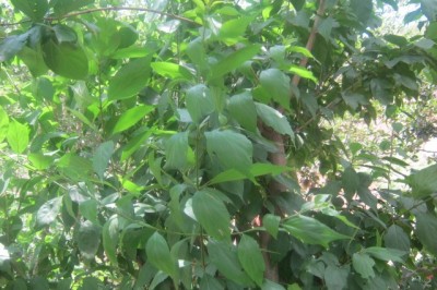 Cây dược liệu cây Cách lá rộng - Premna latifolia Roxb