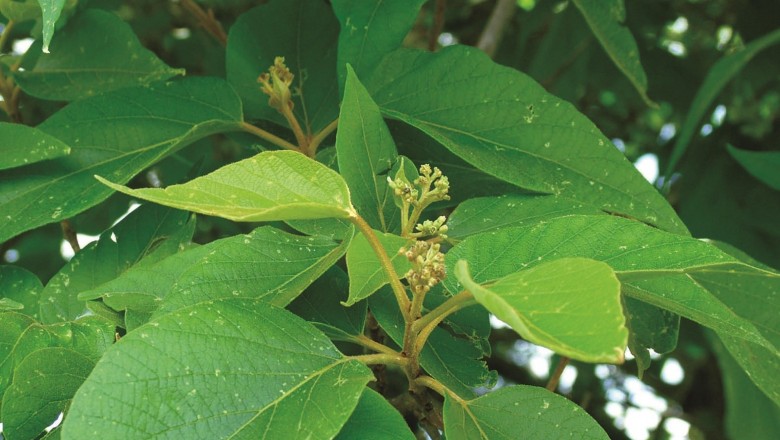 Cây dược liệu cây Cách lông mềm, Cách Nam bộ - Premna tomentosa Willd. var. pierreana Dop