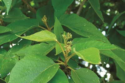 Cây dược liệu cây Cách lông mềm, Cách Nam bộ - Premna tomentosa Willd. var. pierreana Dop