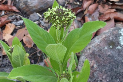 Cây dược liệu cây Cách cỏ - Premna herbacea Roxb. (Pygmaeopremna herbacea (Roxb) Moldenke)