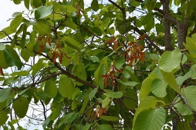 Cây dược liệu cây Cà chắc, Cà chít - Shorea obtusa Wall ex Blume