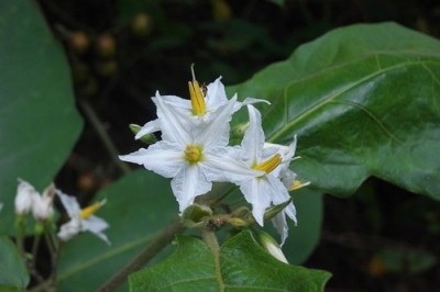 Cây dược liệu cây Cà dại hoa trắng - Solanum torvum Swartz