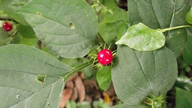 Cây dược liệu cây Cà hai hoa, Cà hoa đôi - Lycianthes biflora (Lour.) Bitter (Solamum biflorum Lour.)