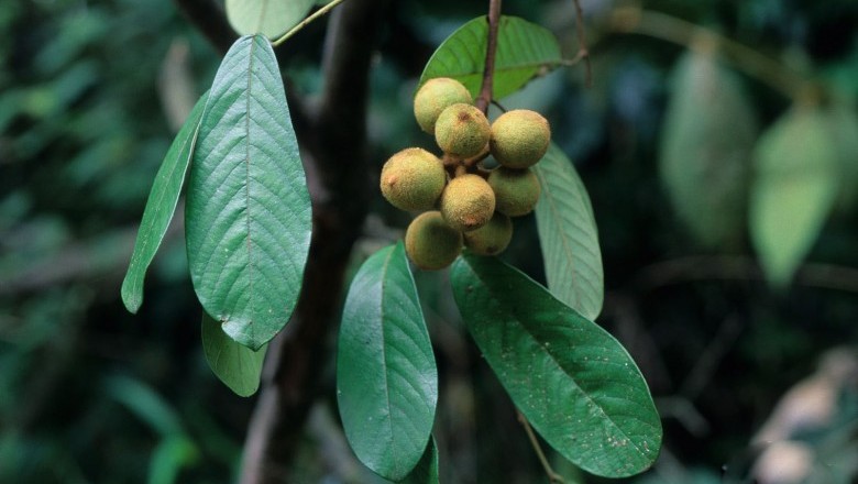 Cây dược liệu cây Cách thư Oldham - Fissistigma oldhamii (Hemsl.) Merr