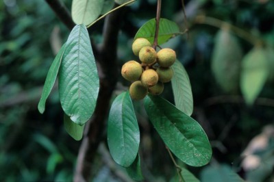 Cây dược liệu cây Cách thư Oldham - Fissistigma oldhamii (Hemsl.) Merr