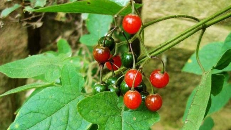 Cây dược liệu cây Cà đắng ngọt, Dây toàn, Bạch anh - Solanum lyratum Thunb. (S. dulcamara L. var. lyratum (Thunb.) Sieb. et Zuce.)