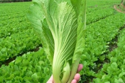 Cây dược liệu cây Cải bẹ, Cải sen, Cải dưa - Brassica campestris L