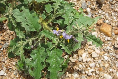 Cây dược liệu cây Cà gai - Solanum coagulans Forssk