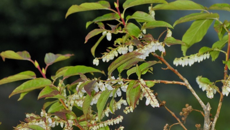 Cây dược liệu cây Ca di xoan, Bập, Rét - Lyonia ovalifolia (Wall.) Drude