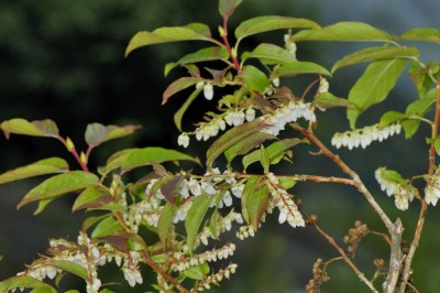 Cây dược liệu cây Ca di xoan, Bập, Rét - Lyonia ovalifolia (Wall.) Drude