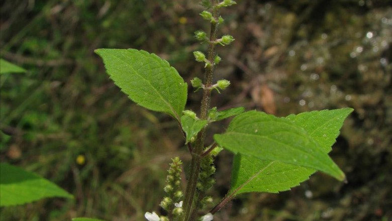 Cây dược liệu cây Tể ninh hoa nhỏ - Mosla cavaleriei Lévl