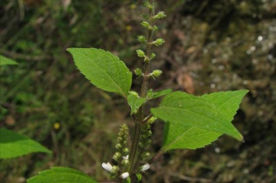 Cây dược liệu cây Tể ninh hoa nhỏ - Mosla cavaleriei Lévl