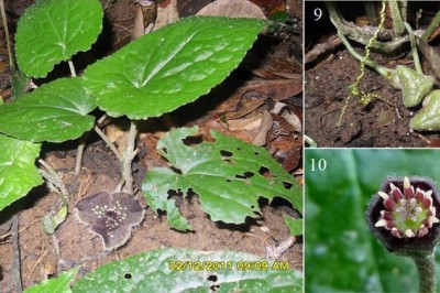 Cây dược liệu cây Tế tân nam, Hoa tiên - Asarum balansae Franch