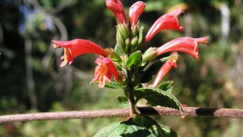 Cây dược liệu cây Tế miên hoa, Kinh quốc đẹp- Colquhounia elegans Wall, var. tenuiflora (Hook.f.) Prain (Colquhounia tenuiflora Hook. f.)