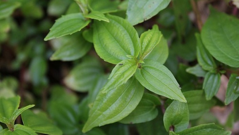 Cây dược liệu cây Thạch cân thảo, Tây nam lãnh thủy hoa - Pilea plataniflora C. H. Wright