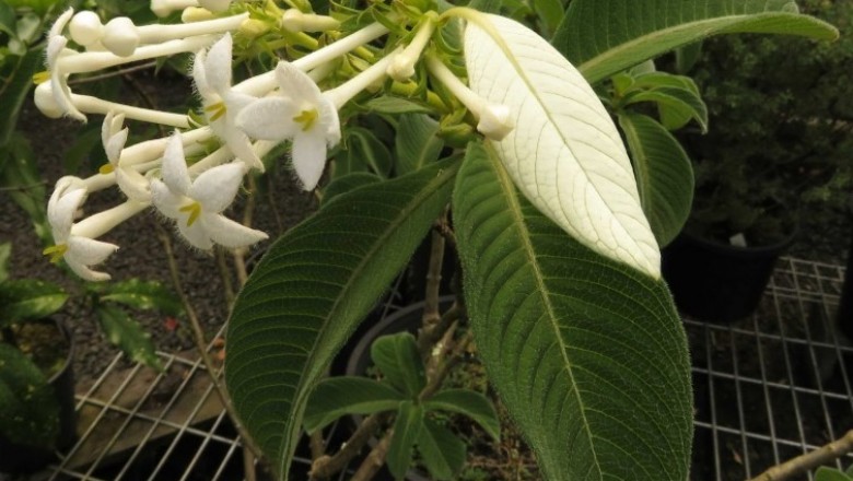 Cây dược liệu cây Thạch đinh hương, Vân mạc - Hymenopogon parasiticus Wall