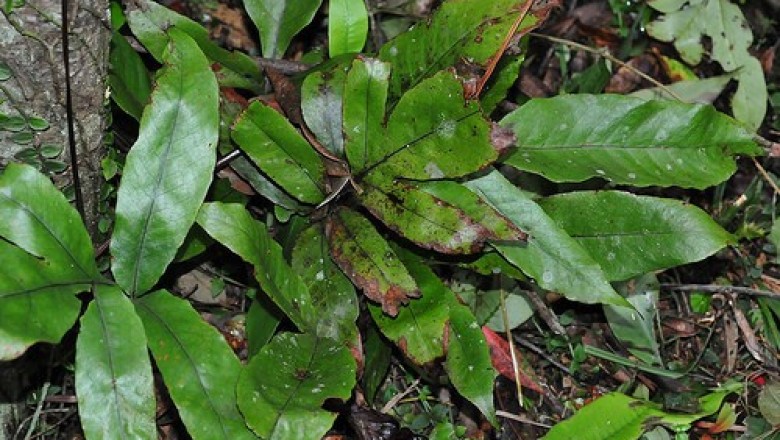 Cây dược liệu cây Sa bì, Ráng bán tự - Hemigramma decurrens (Hook.) Cop