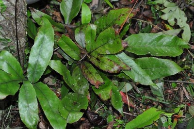 Cây dược liệu cây Sa bì, Ráng bán tự - Hemigramma decurrens (Hook.) Cop