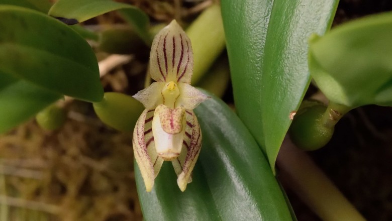 Cây dược liệu cây Thạch đậu lan thơm, Cầu diệp hạnh nhân - Bulbophyllum ambrosia (Hance) Schltr