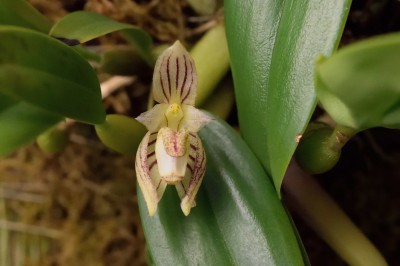 Cây dược liệu cây Thạch đậu lan thơm, Cầu diệp hạnh nhân - Bulbophyllum ambrosia (Hance) Schltr