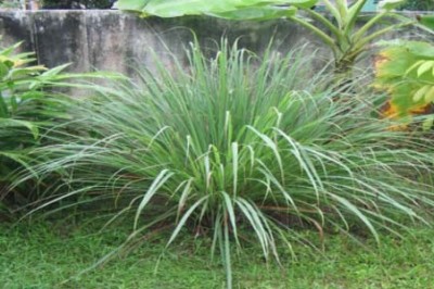 Cây dược liệu cây Sả hoa dày - Cymbopogon confertiflorus Stapf