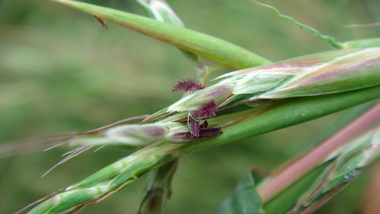 Cây dược liệu cây Sả Goering, Cát thảo - Cymbopogon goeringii (Steud.) A. Camus