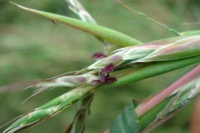 Cây dược liệu cây Sả Goering, Cát thảo - Cymbopogon goeringii (Steud.) A. Camus