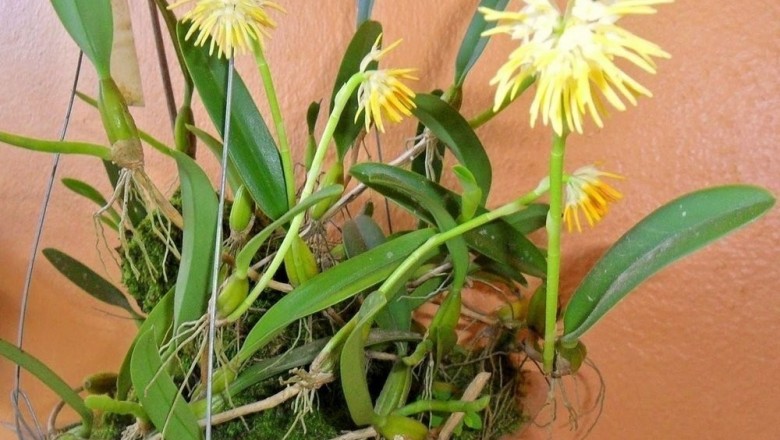 Cây dược liệu cây Thạch đậu lan hoa dày, Lan lọng thơm - Bulbophyllum odoratissimum (J.E. Sm.) Lindl