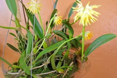 Cây dược liệu cây Thạch đậu lan hoa dày, Lan lọng thơm - Bulbophyllum odoratissimum (J.E. Sm.) Lindl