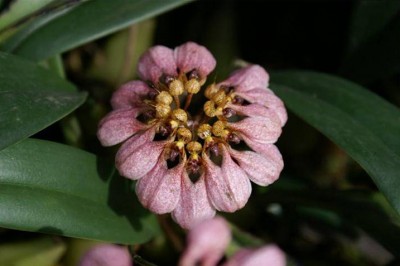 Cây dược liệu cây Thạch đậu lan Anderson, Cầu diệp Anderson, Sơ mạo quyển biện lan - Bulbophyllum andersonii (Hook.f.) J. J. Sm. (Cirrhopetalum andersonii Hook.f.)