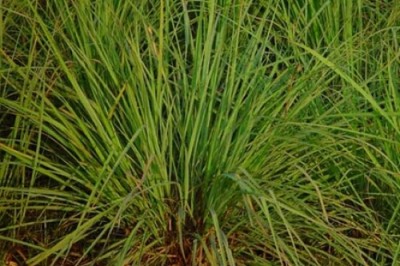 Cây dược liệu cây Sả dịu - Cymbopogon flexuosus (Steud.) Wats