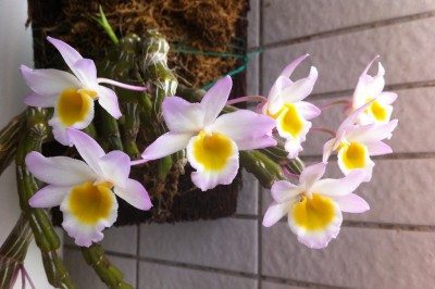 Cây dược liệu cây Thạch hộc hoa hồng, Ngọc vạn sáp, Hoa tể thạch hộc, Ðại hoàng thảo - Dendrobium crepidatum Lindl. ex Paxt