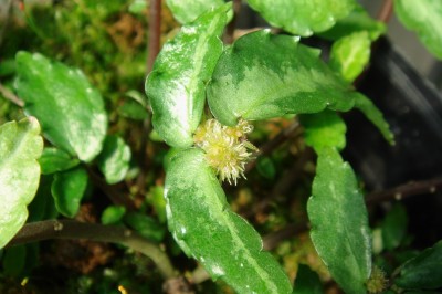 Cây dược liệu cây Sam đá khác thuỳ, Phu lệ dị thuỳ - Pellionia heteroloba Wedd