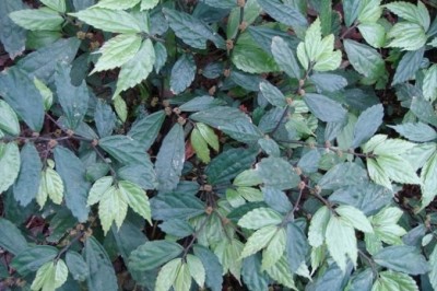 Cây dược liệu cây Sam đá ráp - Pellionia scabra Benth