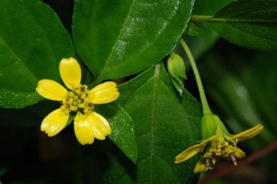 Cây dược liệu cây Sài núi, Sơn cúc núi - Wedelia wallichii Less