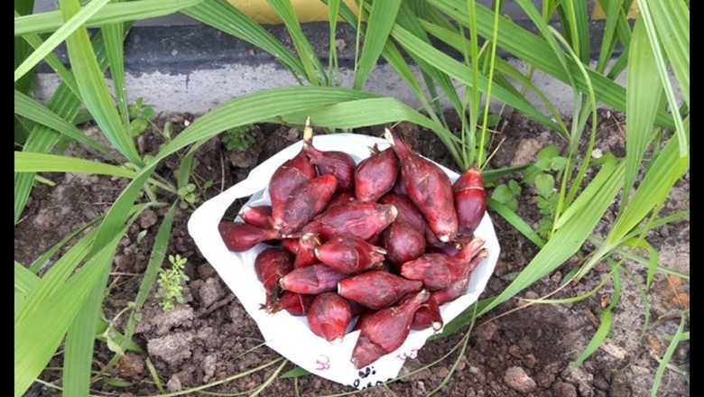 Cây dược liệu cây Sâm đại hành, Tỏi lào, Hành lào, Hành đỏ - Eleutherine bulbosa (Mill.) Urb.(E. subaphylla Gagnep.)