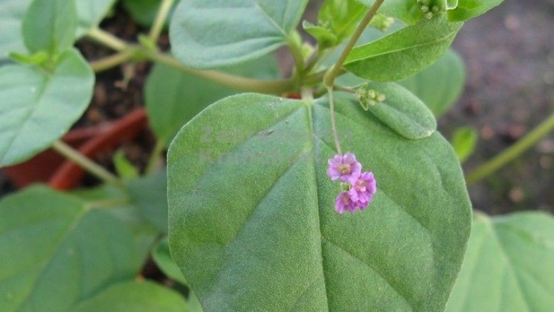 Cây dược liệu cây Sâm đất, Sâm nam, Sâm rừng, Sâm quy bầu - Boerhavia diffusa L. (B. repens L.)