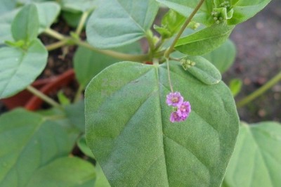 Cây dược liệu cây Sâm đất, Sâm nam, Sâm rừng, Sâm quy bầu - Boerhavia diffusa L. (B. repens L.)