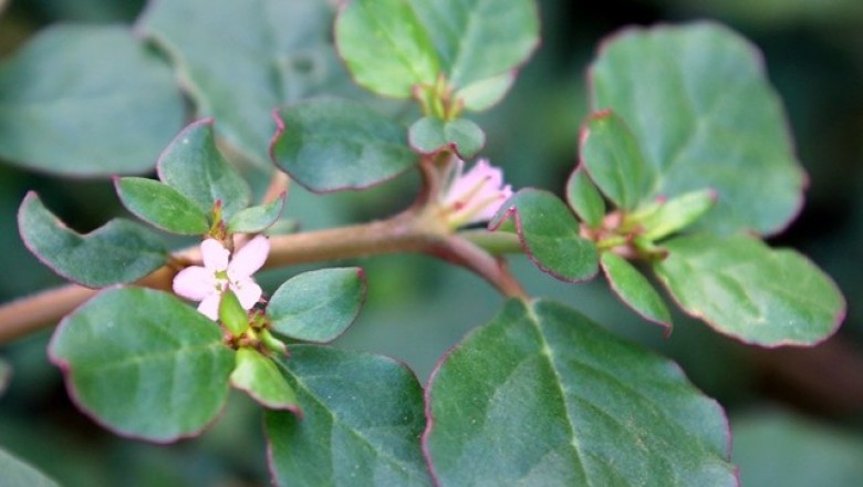 Cây dược liệu cây Sam biển, Cây dầu dầu, Cỏ tam khôi - Trianthema portulacastrum L