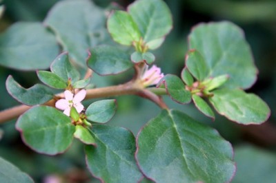 Cây dược liệu cây Sam biển, Cây dầu dầu, Cỏ tam khôi - Trianthema portulacastrum L